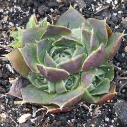 Sempervivum - Dachwurz - Hauswurz